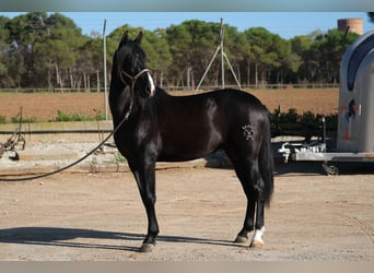 PRE Mestizo, Semental, 2 años, 159 cm, Negro