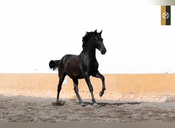 PRE, Semental, 2 años, 159 cm, Negro