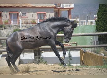 PRE, Semental, 2 años, 159 cm, Tordillo negro
