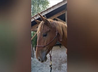 PRE Mestizo, Semental, 2 años, 160 cm, Alazán