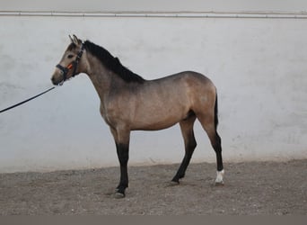 PRE, Semental, 2 años, 160 cm, Bayo