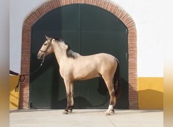 PRE Mestizo, Semental, 2 años, 160 cm, Bayo