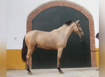 PRE Mestizo, Semental, 2 años, 160 cm, Bayo