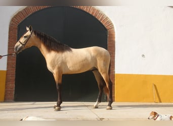 PRE Mestizo, Semental, 2 años, 160 cm, Bayo