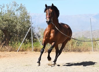 PRE, Semental, 2 años, 160 cm, Castaño