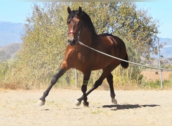 PRE, Semental, 2 años, 160 cm, Castaño