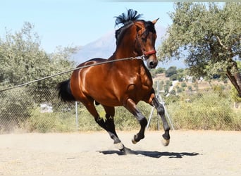 PRE, Semental, 2 años, 160 cm, Castaño