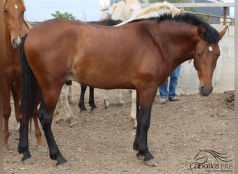 PRE, Semental, 2 años, 160 cm, Castaño