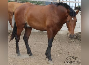 PRE, Semental, 2 años, 160 cm, Castaño