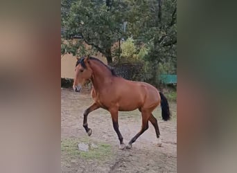 PRE, Semental, 2 años, 160 cm, Castaño