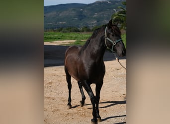 PRE Mestizo, Semental, 2 años, 160 cm, Negro