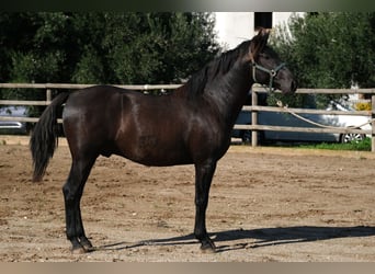 PRE Mestizo, Semental, 2 años, 160 cm, Negro