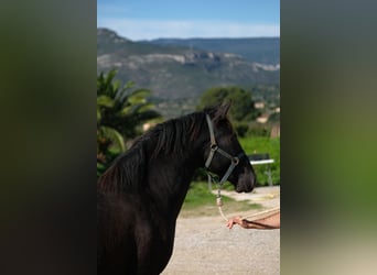 PRE Mestizo, Semental, 2 años, 160 cm, Negro