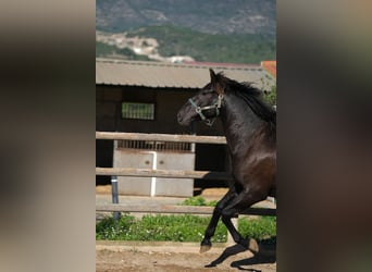 PRE Mestizo, Semental, 2 años, 160 cm, Negro