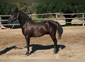 PRE Mestizo, Semental, 2 años, 160 cm, Negro