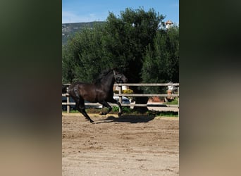 PRE Mestizo, Semental, 2 años, 160 cm, Negro