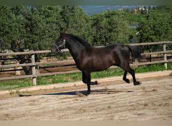 PRE Mestizo, Semental, 2 años, 160 cm, Negro