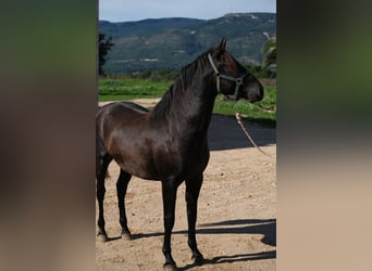 PRE Mestizo, Semental, 2 años, 160 cm, Negro