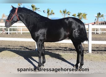 PRE Mestizo, Semental, 2 años, 160 cm, Negro
