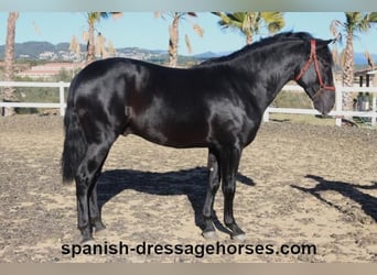 PRE Mestizo, Semental, 2 años, 160 cm, Negro