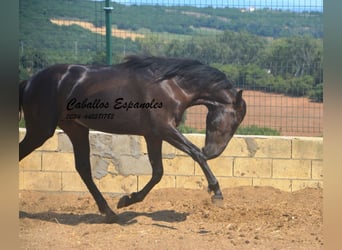 PRE Mestizo, Semental, 2 años, 160 cm, Negro