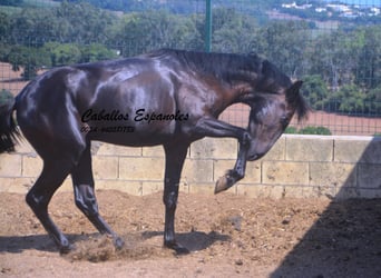 PRE Mestizo, Semental, 2 años, 160 cm, Negro