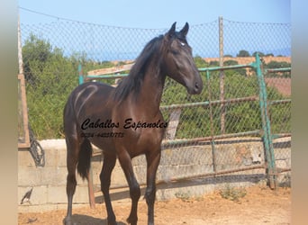 PRE Mestizo, Semental, 2 años, 160 cm, Negro
