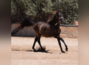 PRE, Semental, 2 años, 160 cm, Negro