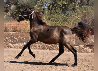 PRE, Semental, 2 años, 160 cm, Negro