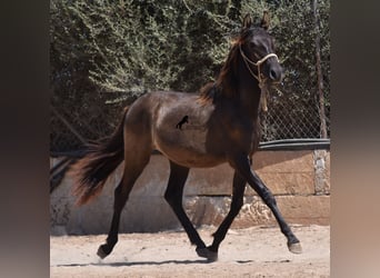 PRE, Semental, 2 años, 160 cm, Negro