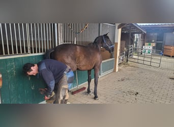 PRE Mestizo, Semental, 2 años, 160 cm, Negro