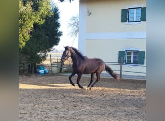 PRE Mestizo, Semental, 2 años, 160 cm, Negro