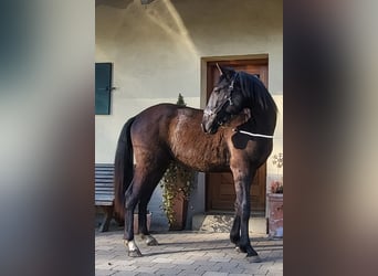 PRE Mestizo, Semental, 2 años, 160 cm, Negro