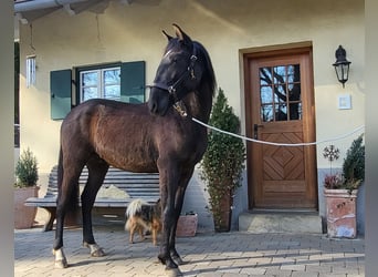 PRE Mestizo, Semental, 2 años, 160 cm, Negro