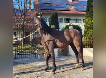 PRE Mestizo, Semental, 2 años, 160 cm, Negro