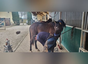 PRE Mestizo, Semental, 2 años, 160 cm, Negro