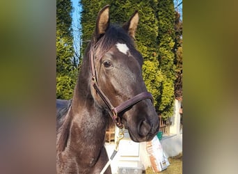 PRE Mestizo, Semental, 2 años, 160 cm, Negro