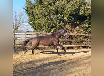 PRE Mestizo, Semental, 2 años, 160 cm, Negro