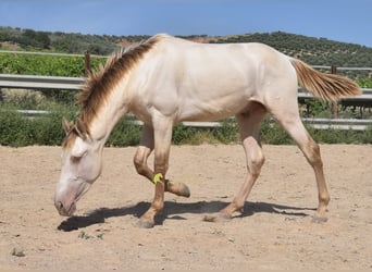 PRE, Semental, 2 años, 160 cm, Perla