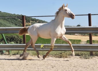 PRE, Semental, 2 años, 160 cm, Perla