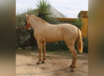 PRE, Semental, 2 años, 160 cm, Perlino