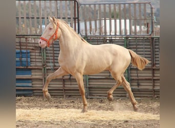 PRE, Semental, 2 años, 160 cm, Perlino