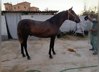 PRE, Semental, 2 años, 160 cm, Tordo