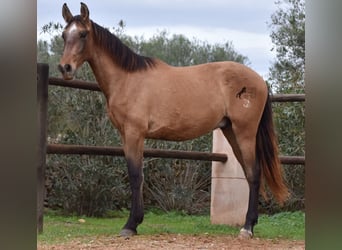 PRE, Semental, 2 años, 160 cm, Tordo