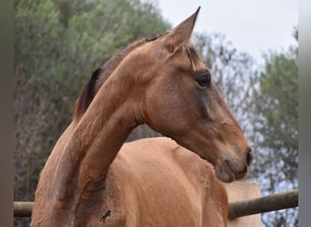 PRE, Semental, 2 años, 160 cm, Tordo