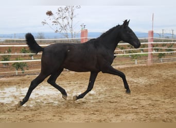 PRE, Semental, 2 años, 161 cm