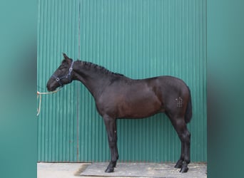 PRE, Semental, 2 años, 161 cm