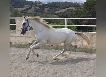 PRE, Semental, 2 años, 161 cm, Tordo