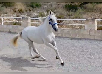 PRE, Semental, 2 años, 161 cm, Tordo