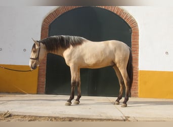 PRE Mestizo, Semental, 2 años, 162 cm, Bayo